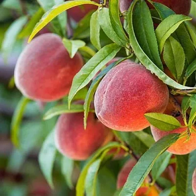 Персик РЭД ХЕВЕН  Персик РЭД ХЕВЕН в Перми