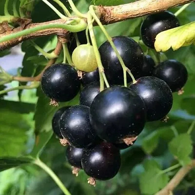 Смородина чёрная ДАБРАДЗЕЯ в Перми