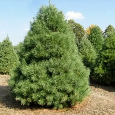 Сосна ВЕЙМУТОВА в Перми