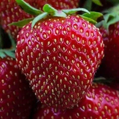 Клубника НАНДИ  Клубника НАНДИ в Перми