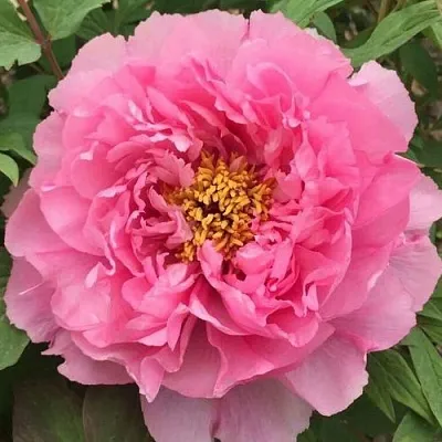 Пион РОЗОВЫЙ ЛОТОС древовидный  Пион РОЗОВЫЙ ЛОТОС древовидный в Перми