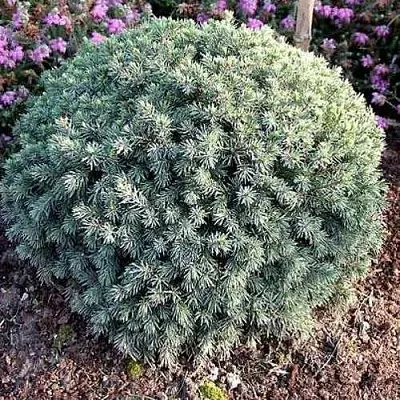 Ель ЭХИНИФОРМИС сизая  Ель ЭХИНИФОРМИС сизая в Перми