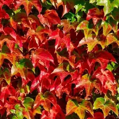 Девичий виноград тройчатый ВИЧИ в Перми