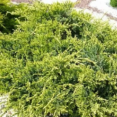 Можжевельник ГОЛД СТАР средний в Перми