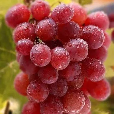 Ранние сорта  Ранние сорта в Перми