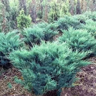 Можжевельник БЛЮ ДАНУБ казацкий  Можжевельник БЛЮ ДАНУБ казацкий в Перми