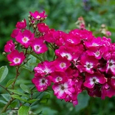 Саженцы роз МАРДЖОРИ ФЕЙР полиантовая  Саженцы роз МАРДЖОРИ ФЕЙР полиантовая в Перми