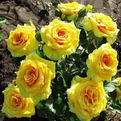 Саженцы роз САН СИТИ спрей  Саженцы роз САН СИТИ спрей в Перми