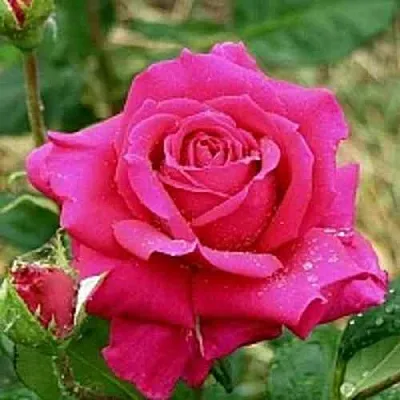 Саженцы роз ШАКИРА чайно-гибридная  Саженцы роз ШАКИРА чайно-гибридная в Перми