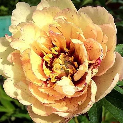 Пионы ИТО-гибриды в Перми