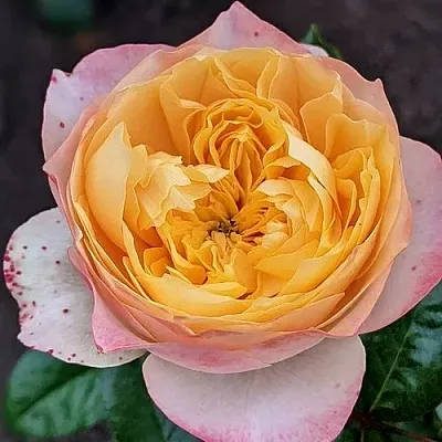 Саженцы роз ГОЛДЕН ВУВУЗЕЛА чайно-гибридная  Саженцы роз ГОЛДЕН ВУВУЗЕЛА чайно-гибридная в Перми