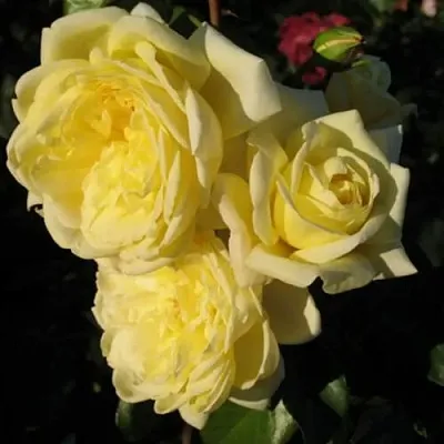 Саженцы роз КАЗИНО плетистая  Саженцы роз КАЗИНО плетистая в Перми