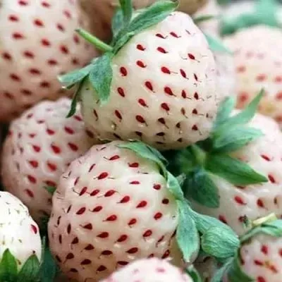 Клубника АНАНАСА ремонтантная  Клубника АНАНАСА ремонтантная в Перми