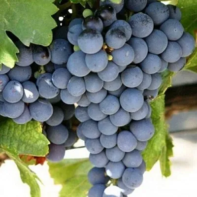 Виноград ЧЕСУРАН в Перми