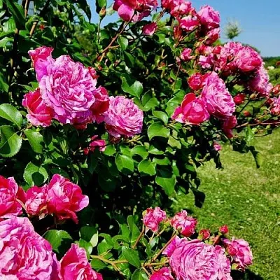 Саженцы роз ИНЕС САСТР плетистая  Саженцы роз ИНЕС САСТР плетистая в Перми