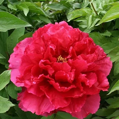 Пион АРОМАТНОЕ ВОСПОМИНАНИЕ древовидный  Пион АРОМАТНОЕ ВОСПОМИНАНИЕ древовидный в Перми