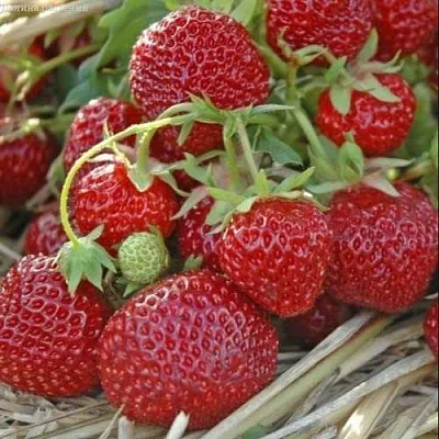 Клубника ЗЕНГА-ЗЕНГАНА  Клубника ЗЕНГА-ЗЕНГАНА в Перми