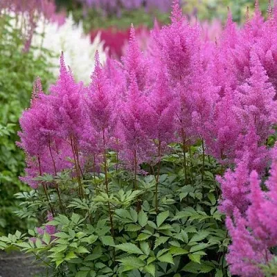 Астильба АМЕТИСТ Арендса в Перми
