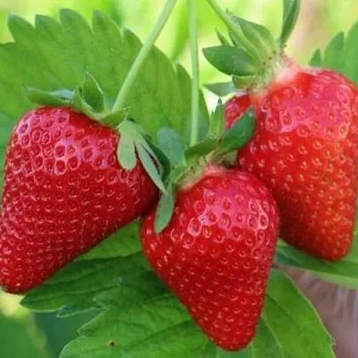 Клубника КЛОДИЯ  Клубника КЛОДИЯ в Перми