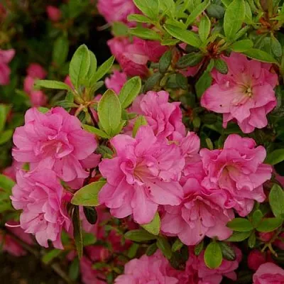 Азалия РОЗИНЕТТА японская  Азалия РОЗИНЕТТА японская в Перми