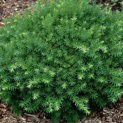 Тис ХИКСИ средний в Перми