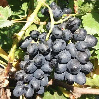 Виноград КИШМИШ АТТИКА  Виноград КИШМИШ АТТИКА в Перми