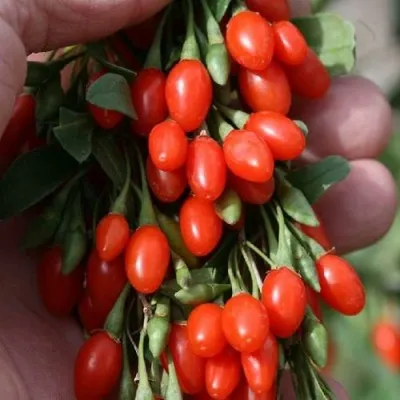 Годжи КОРЕАН БИГ в Перми