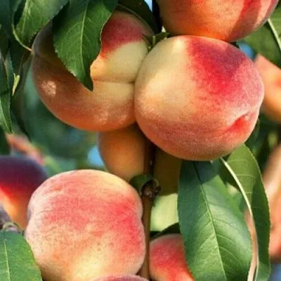 Персик ЛОЙКО 2  Персик ЛОЙКО 2 в Перми