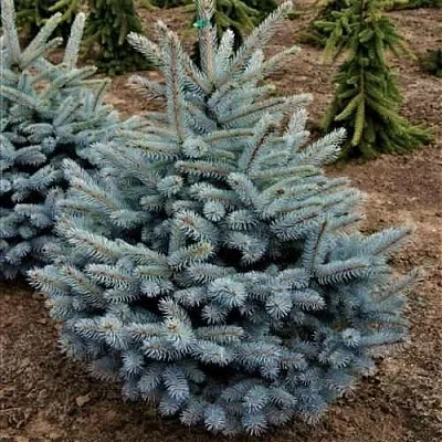 Ель МИСТИ БЛЮ голубая  Ель МИСТИ БЛЮ голубая в Перми