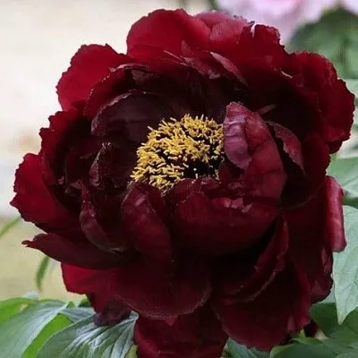 Пион ПОЛНОЧЬ древовидный  Пион ПОЛНОЧЬ древовидный в Перми