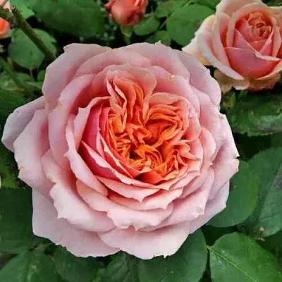 Саженцы роз ПОЛЬ БОКЮЗ шраб  Саженцы роз ПОЛЬ БОКЮЗ шраб в Перми