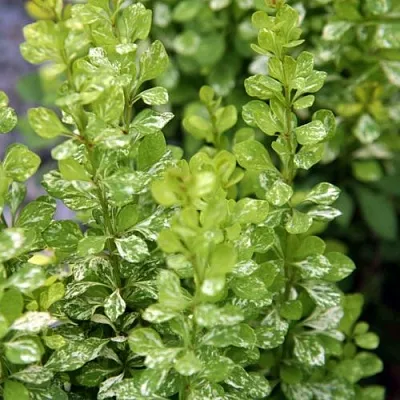 Барбарис ПАУ ВАУ тунберга  Барбарис ПАУ ВАУ тунберга в Перми