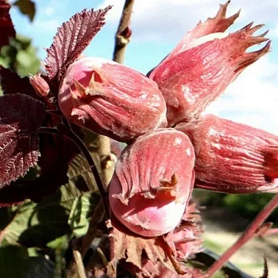 Фундук АЛЫЙ ПАРУС  Фундук АЛЫЙ ПАРУС в Перми