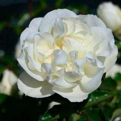 Саженцы роз ВАЙТ МЕЙДИЛАНД почвопокровная  Саженцы роз ВАЙТ МЕЙДИЛАНД почвопокровная в Перми