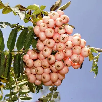 Рябина ПИНК ВЕЙЛ  Рябина ПИНК ВЕЙЛ в Перми