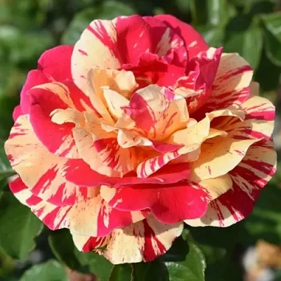 Саженцы роз ВАНИЛЛА ФРАЙЗ плетистая  Саженцы роз ВАНИЛЛА ФРАЙЗ плетистая в Перми