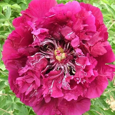 Пион ПУРПУРНЫЙ ОКЕАН древовидный  Пион ПУРПУРНЫЙ ОКЕАН древовидный в Перми