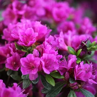 Азалия ХИРОКА японская  Азалия ХИРОКА японская в Перми