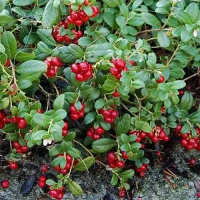 Брусника ЭРТЕЗЕГЕН  Брусника ЭРТЕЗЕГЕН в Перми