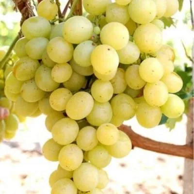 Виноград ТАЛИСМАН в Перми