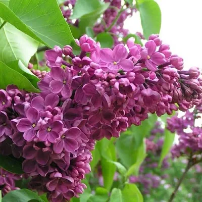 Сирень ДЕНЬ ПОБЕДЫ  Сирень ДЕНЬ ПОБЕДЫ в Перми