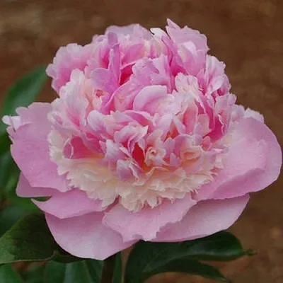 Пион ЭНДЖЕЛ ЧИКС травянистый  Пион ЭНДЖЕЛ ЧИКС травянистый в Перми