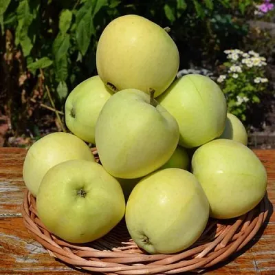 Яблоня ПАПИРОВКА  Яблоня ПАПИРОВКА в Перми