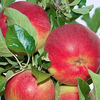 Яблоня СЕНАТОР колонновидная  Яблоня СЕНАТОР колонновидная в Перми