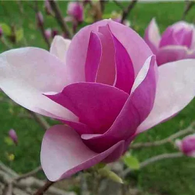 Магнолия СУЛАНЖА  Магнолия СУЛАНЖА в Перми