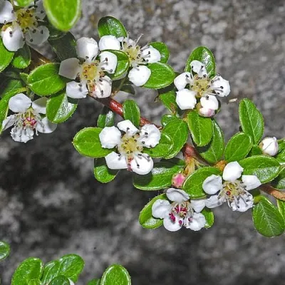 Кизильник ТАНГСТЕДТ горизонтальный   Кизильник ТАНГСТЕДТ горизонтальный  в Перми