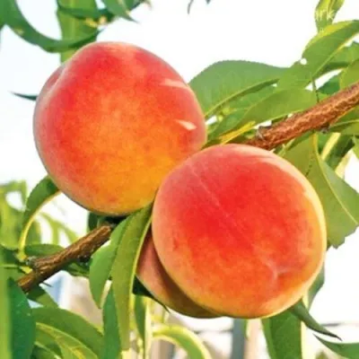 Персик ОНТАРИО — описание сорта Персик ОНТАРИО в Перми