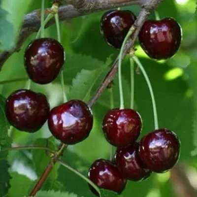 Черешня НАРОДНАЯ  Черешня НАРОДНАЯ в Перми