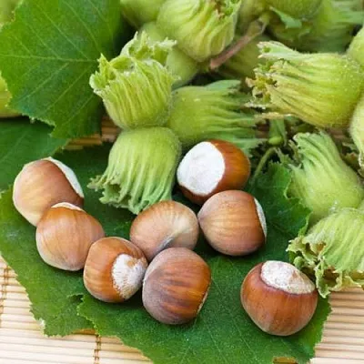 Фундук КРЕПКИЙ ОРЕШЕК в Перми