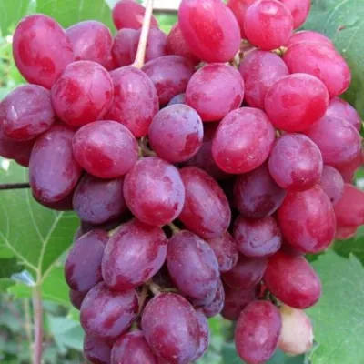 Виноград КИШМИШ ВЕЛЕС в Перми